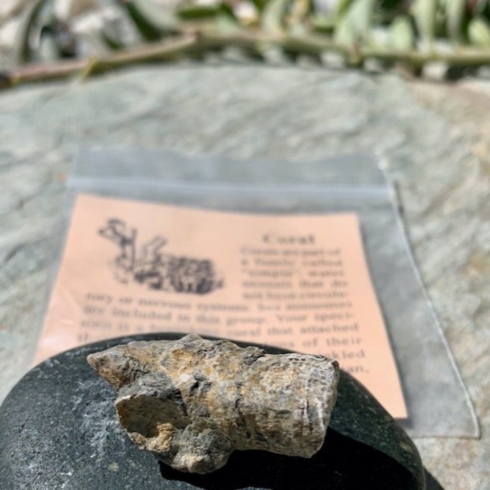 Fossilized Branching Sea Coral Fossil Specimen Mississippian Period with ID Card